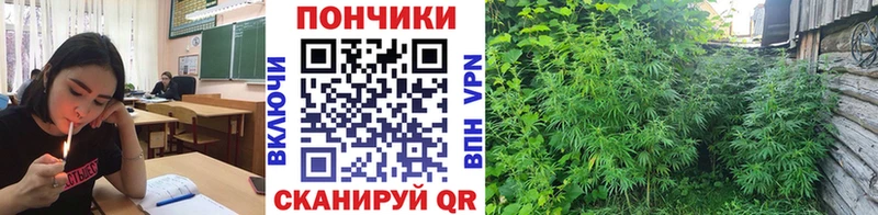 где найти наркотики  Орск  Конопля сатива 